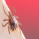 Illustration for article titled Bloodthirsty Ticks Have a Seriously Weird Genome
